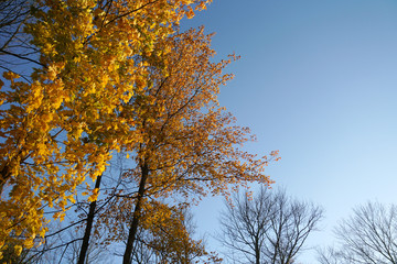 yellow autumn tree in autumn season