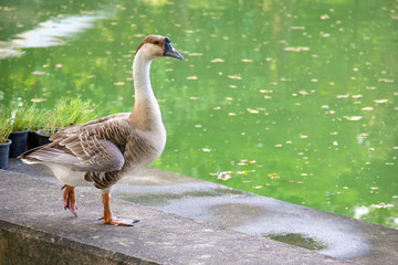 goose with pond background