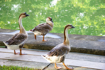 goose with pond background