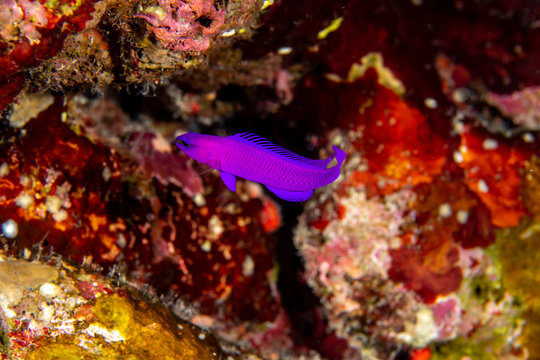 The Orchid dottyback  (Pseudochromis fridmani) against the bright background in St. John´s Reef, Marsa Alam, Egypt