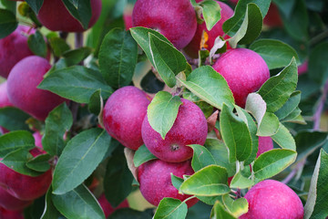 red apples on the tree in harvest season