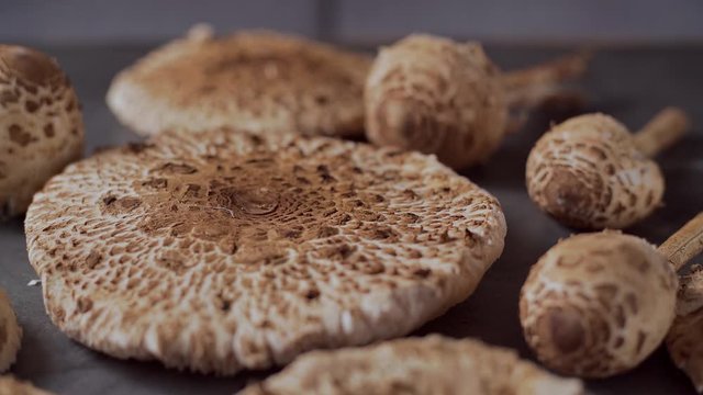 Fresh mushrooms Macrolepiota procera on the table, dolly backward, close up