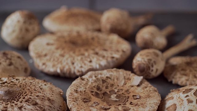 Fresh mushrooms Macrolepiota procera on the table, dolly push , close up
