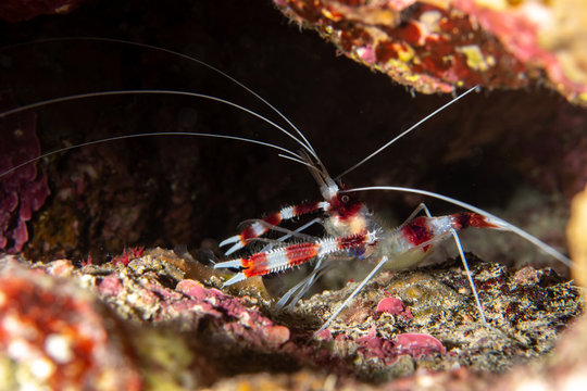 Banded coral shrimp, Stenopus Hispidus closeup macro 