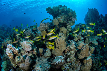 A mixed shoal of one spot snapper (Lutjanus monostigma)  and yellowfin goatfish (Mulloidichthys...