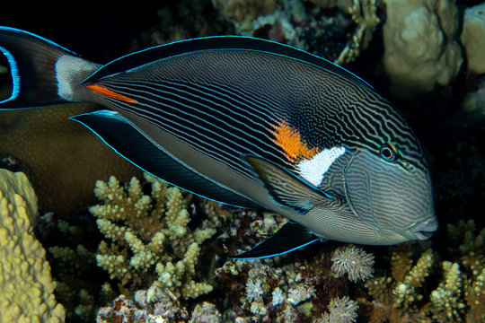 The sohal surgeonfish/sohal tang (Acanthurus sohal) against the black background in St. John´s Reef, Marsa Alam, Egypt