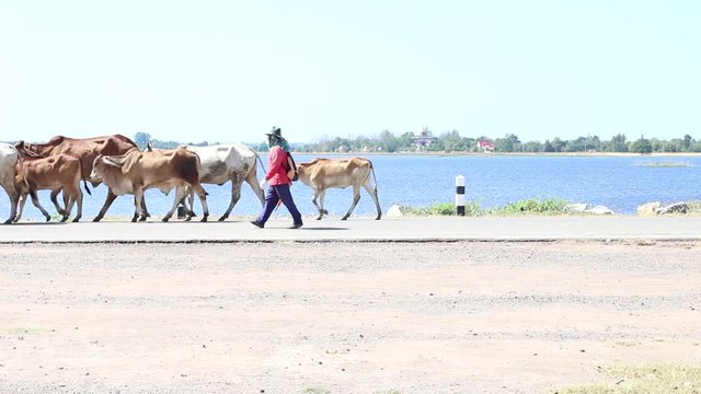 Farmers are driving cattle go to the farm
