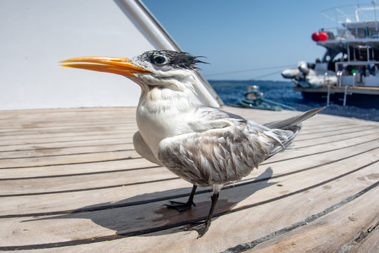 Wet lesser crested tern (Thalasseus bengalensis) drying on a deck of a diving yacht, Red Sea, Egypt