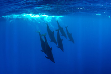 Pod of Spinner Dolphins at Sha'ab Samadai Reef Marsa Alam, Egypt