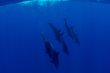 Pod of Spinner Dolphins at Sha'ab Samadai Reef Marsa Alam, Egypt