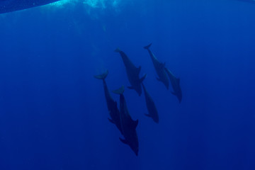 Pod of Spinner Dolphins at Sha'ab Samadai Reef Marsa Alam, Egypt
