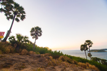 Phuket sea bay morning view with palm tree