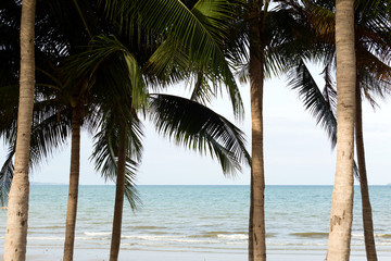 Fototapeta na wymiar Sea is visible through palm tree branches. Tropical landscape.