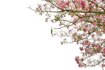 Obraz na płótnie Canvas Pink trumpet tree or Tabebuia rosea isolated on white background