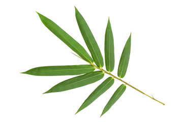 Green bamboo leaves pattern isolated on white background,back view
