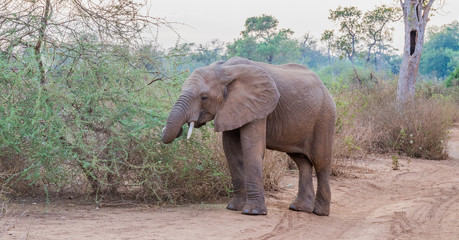African wildlife scene with an elephant foraging in the bush image in horizontal format