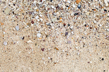 Seashells and sand background. Colorful shells. Beach texture.