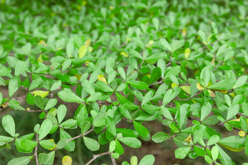 Fototapeta na wymiar Green leaves pattern, autumn plant leaf background