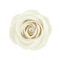 White rose flower isolated on a white. Detailed retouch