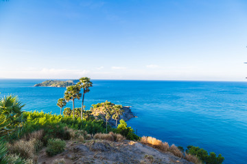 Phuket sea bay morning view with palm tree