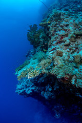 The edge of the coral reef and a deep slope, covered by a variety of coaral species in St Johns, Egypt