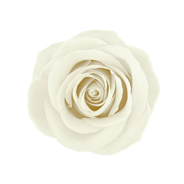 White rose flower isolated on a white. Detailed retouch