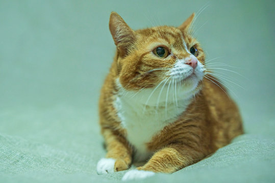 Portrait of a domestic cat in a photo studio on a gray background.