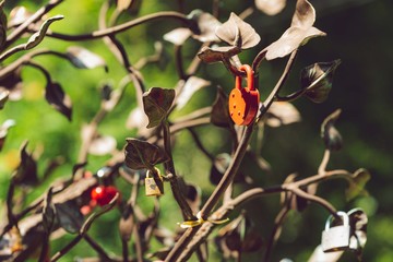 metal locks on a metal tree