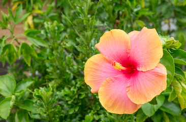 Chinese rose orange and red flower is blooming on plant with green leaf in tropical garden,shoe flower,Chaba flower,isolated,summer season,Hibiscus flowers