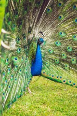 Obraz premium peacock closeup