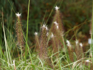 Pennisetum alopecuroides - Japanisches Federborstengras oder Lampenputzergras mit Blütenstände des Ziergrases 