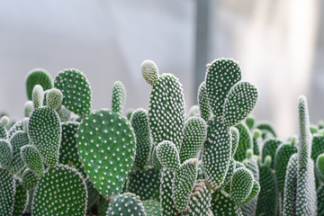 Close-up of Opuntia Cactus plant in the farm with copy space.