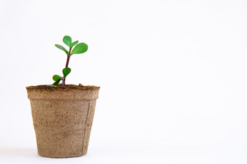 isolated organic biodegradable potplant with a specboom seedling