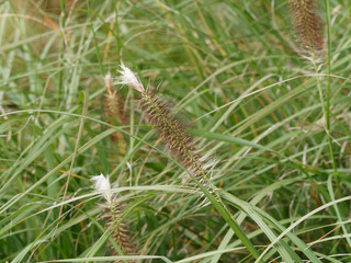 Die Blätter und Blüten des Lampenputzergrases wie kleine Flaschenbürsten (Pennisetum alopecuroides)