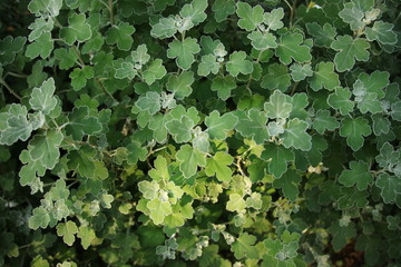 足摺野路菊(アシズリノジギク)の葉