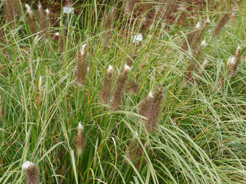Japanisches Federborstengras oder Lampenputzergras (Pennisetum alopecuroides) mit goldgelb Bl&auml;tter im Herbst und gelbgr&uuml;ner bis dunkelvioletter &Auml;hrchen an borstig-fedrigen