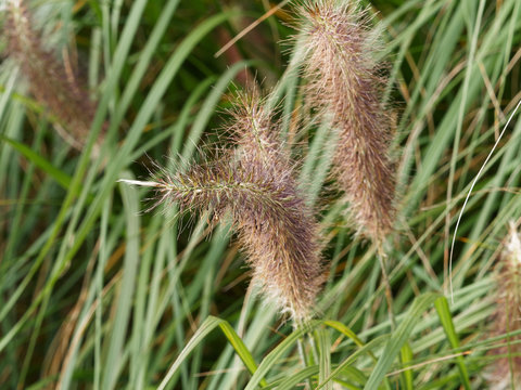 (Pennisetum alopecuroides) Japanisches Federborstengras mit Bl&uuml;ten&auml;hren, die optisch an kleine Flaschenb&uuml;rsten oder Fuchsschw&auml;nze erinnern