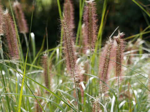Pennisetum alopecuroides - Japanisches Federborstengras oder Lampenputzergras mit dunkelgr&uuml;nen Laubbl&auml;tter und gelbgr&uuml;ner bis dunkelvioletter &Auml;hrchen oder Rispe an borstig-fedrigen