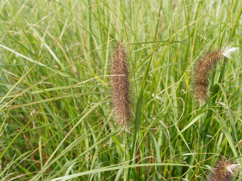 Japanisches Federborstengras oder Lampenputzergras (Pennisetum alopecuroides) mit goldgelb Bl&auml;tter im Herbst und gelbgr&uuml;ner bis dunkelvioletter &Auml;hrchen an borstig-fedrigen