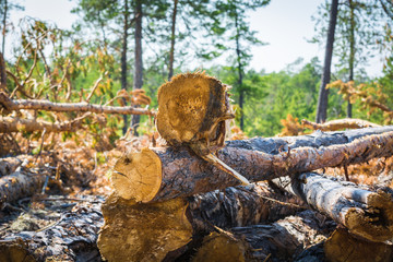 Fototapeta premium Felled pine trees for firewood in the forest.