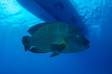 The Humphead wrasse, Cheilinus undulatus