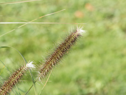 Pennisetum alopecuroides - Japanisches Federborstengras oder Lampenputzergras mit gelbgr&uuml;ner und dunkelvioletter Detailansicht Rispe