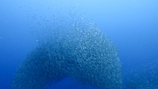 Bait ball / school of fish in coral reef of Caribbean Sea around Curacao