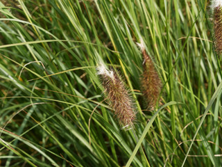 (Pennisetum alopecuroides) Die Blätter und Blüten des Lampenputzergrases wie kleine Flaschenbürsten