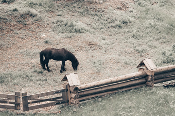Lone thoroughbred horse grazes in meadow with fenced wooden fence.