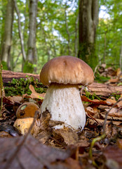 Mushroom in forest , bolete, boletus.White mushroom on green background .Natural white mushroom growing in a forest.