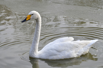 Obraz premium swan on lake