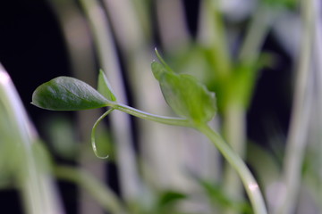 pea sprouts seedling