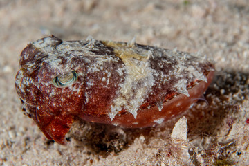 The juvenile pharaoh cuttlefish (Sepia pharaonis), closeup on the bottom of the coral reefs in...