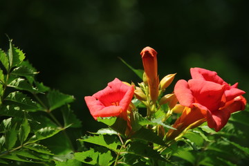 ノウゼンカツラの花